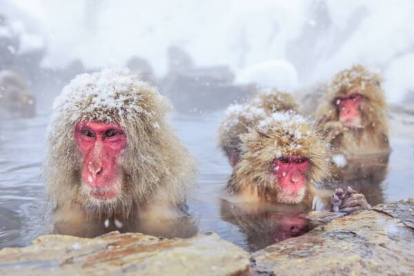 Snow Monkeys